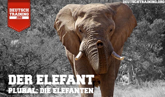 Wortschatz Tiere Elefant